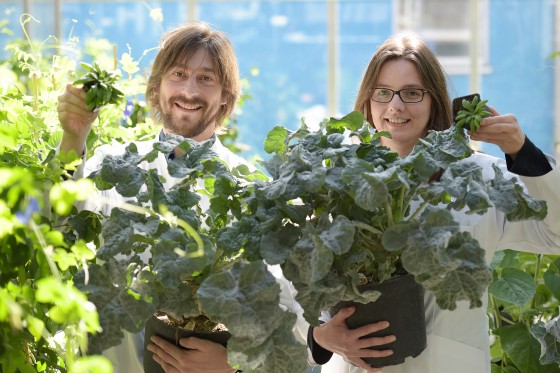 Dr. Guillaume Née and Prof. Iris Finkemeier hold up the objects of their research: specimens of the thale cress (the small plants) which they have been analysing. Growing in the large pots are rapeseed plants. The DOG1 protein is conserved in rapeseed as well.<address>© WWU - Peter Grewer</address>