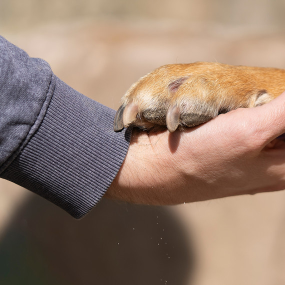 Symbolic photo: A human hand holding a dog's paw<address>© Christiane Alt-Epping</address>