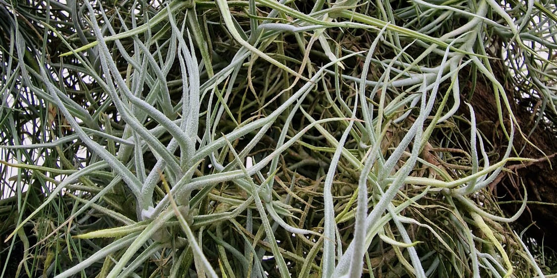 Tillandsia paleácea