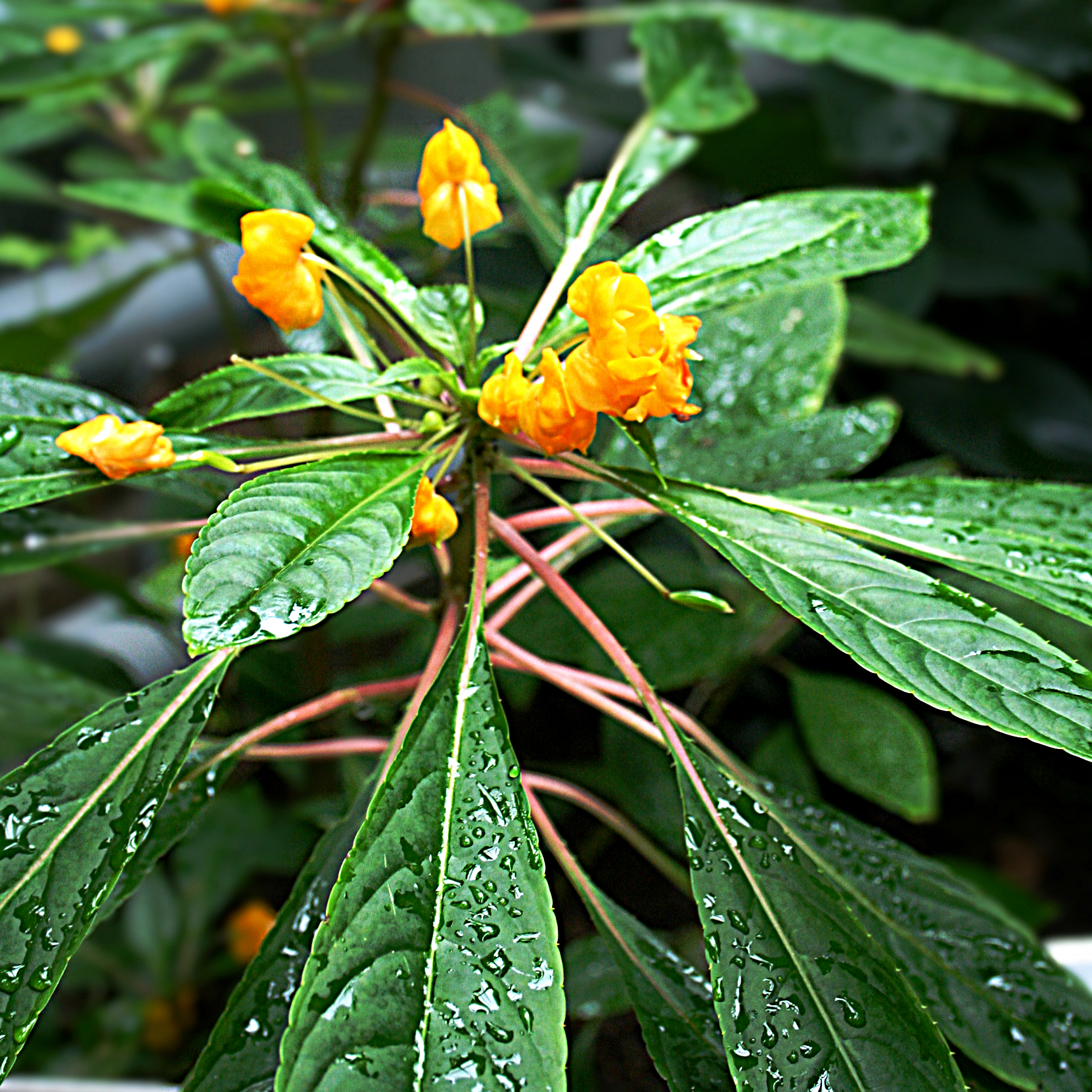 Impatiens Auricoma1 1