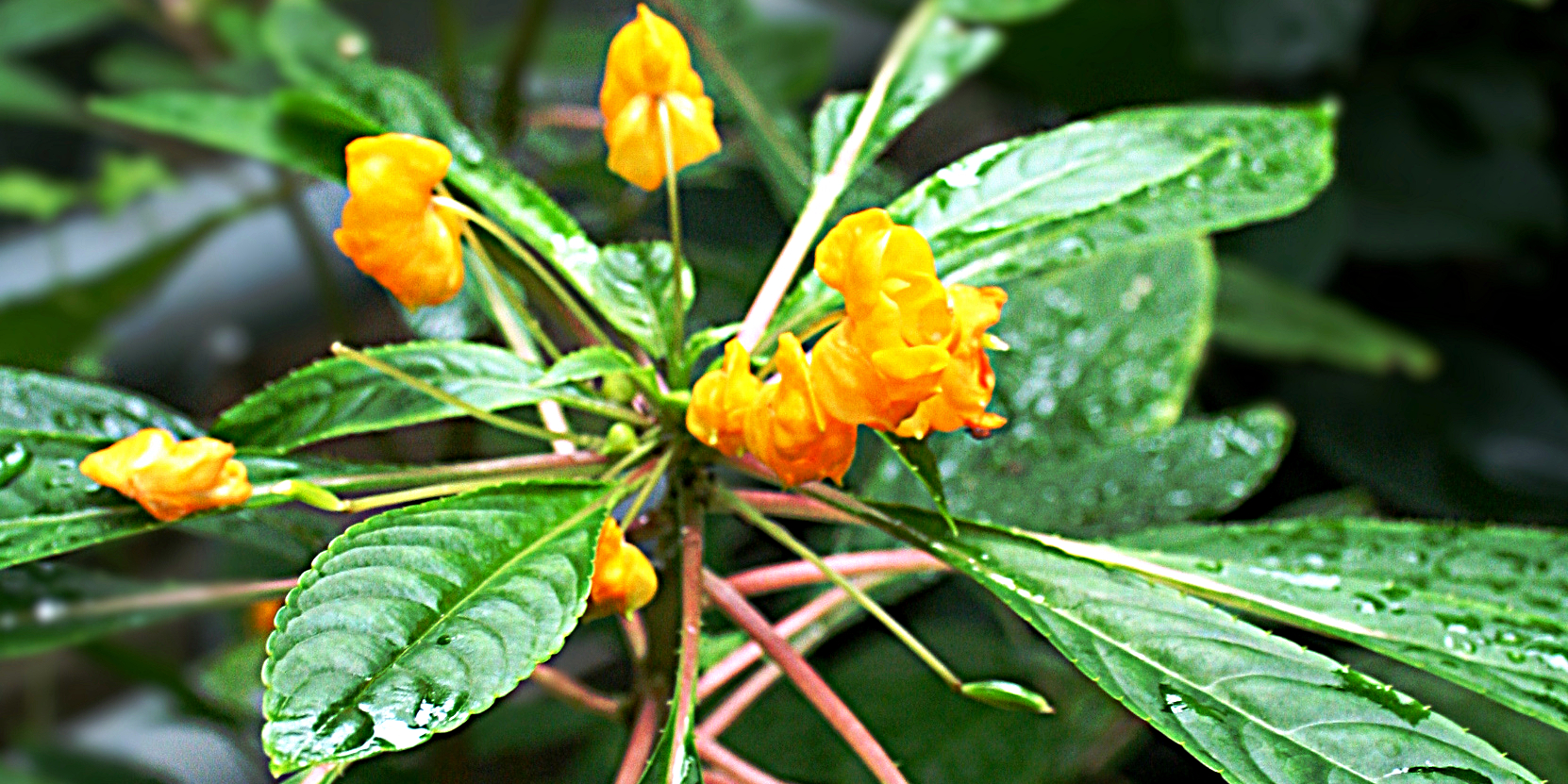 Impatiens Auricoma2 1