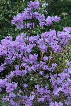 Vorfrühlings-Alpenrose