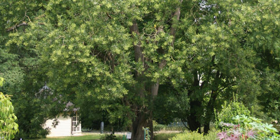 Baum Mit Roten Blüten Teneriffa