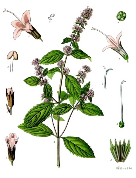 Botanische Darstellung einer Minzpflanze
