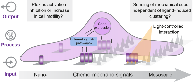 Decoding the connection between chemical and mechanical cues in plexin signaling.