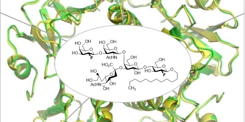 Die Strukturformel von F-GM1 im Zentrum der Kristallstruktur des Cholera-Toxins.