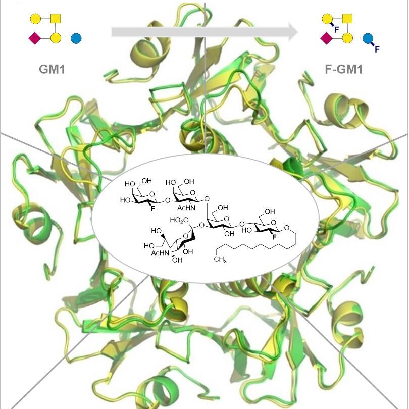 Schematisch dargestellte Umsetzung des "Zucker-Lipids" GM1 zu seinem fluorierten Analogon F-GM1. Darunter ist die Strukturformel von F-GM1 im Zentrum der Kristallstruktur des Cholera-Toxins dargestellt.