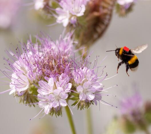Bumblebee visiting a flower