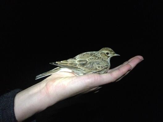 Eurasian skylark