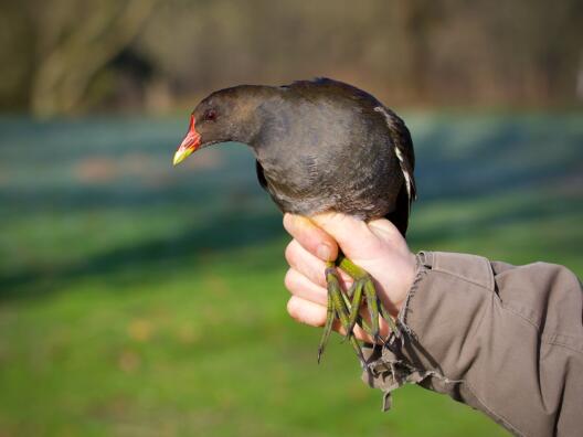 Common moorhen