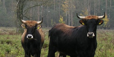 Renaturierung: Heck-Rinder kommen bei der Wiederherstellung halboffener Weidelandschaften in den Lippeauen zum Einsatz.<address>© WWU - Möllenbeck</address>