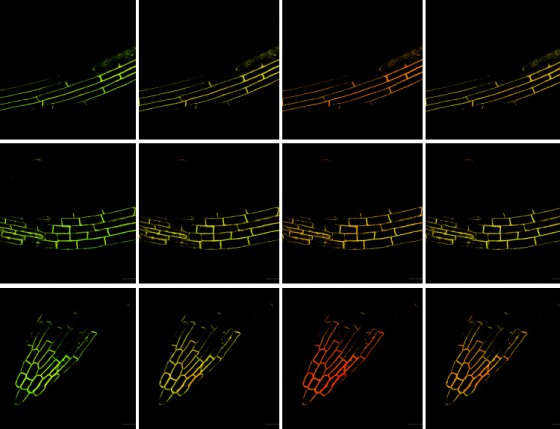 Microscopy images (FRET method) of three different regions of a root showing changes in phosphatidic acid under salt stress over time (from left to right).<address>© W. Li et al./ Nature Plants</address>