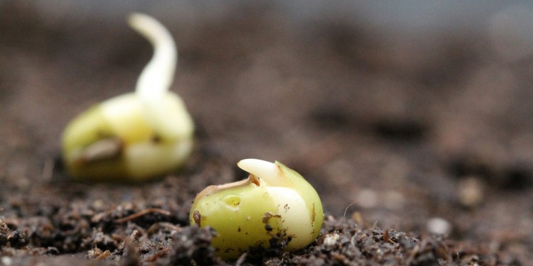 Germinating mung bean seeds<address>© Bettina Richter</address>