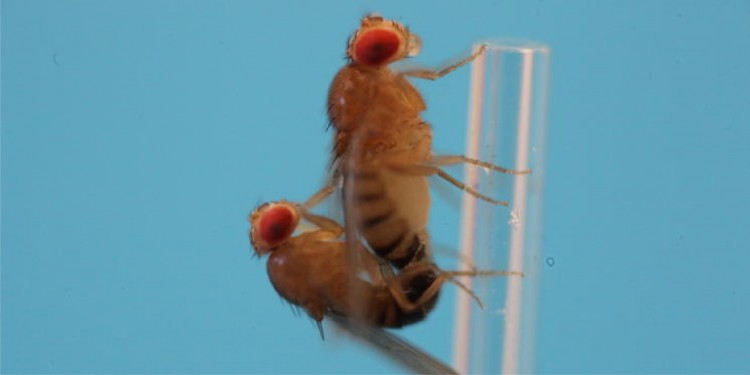 Fruit flies (shown here mating) served as the study model.<address>© Mareike Kopping</address>