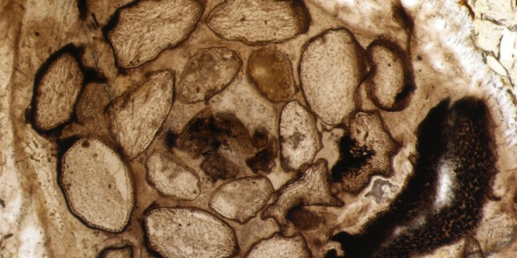 Cross-section of a shoot tip of Asteroxylon mackiei, a very early lycopod from the Lower Devonian (ca. 309 million years ago) of Rhynie (Aberdeenshire, Scotland)<address>© WWU - Kerp</address>