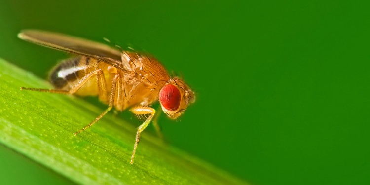 Männliche Fruchtfliegen werden steril, wenn die Temperaturen während ihrer Entwicklung zu hoch sind.<address>© Studiotouch – stock.adobe.com</address>