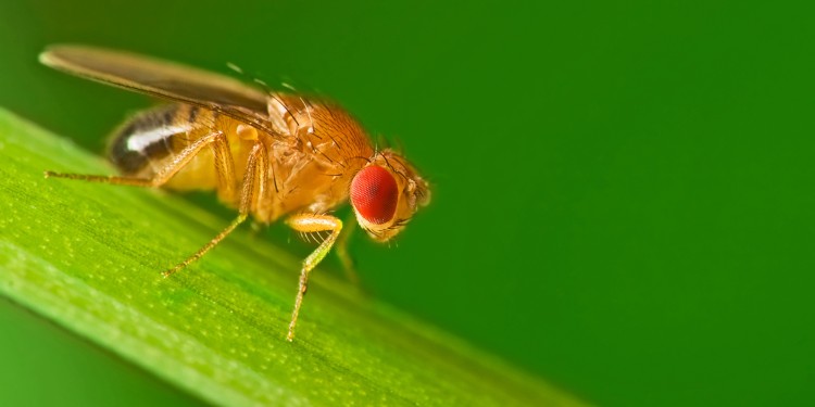 Male fruit flies become sterile if the temperatures during their development are too high.<address>© Studiotouch – stock.adobe.com</address>