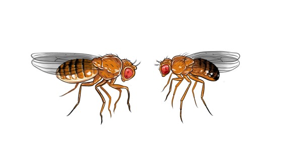 A female (l.) and a male fruit fly (Drosophila). The reproductive organs of the males are damaged by heat stress.<address>© Berta Canal</address>