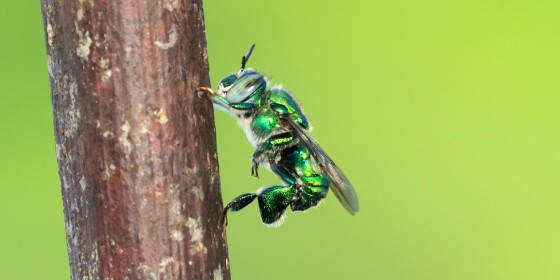Ein Männchen der Prachtbienenart Euglossa dilemma.<address>© Thomas Eltz</address>