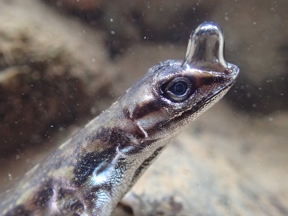An Anolis lizard under water – with clearly visible air bubble.<address>© Lindsey Swierk</address>