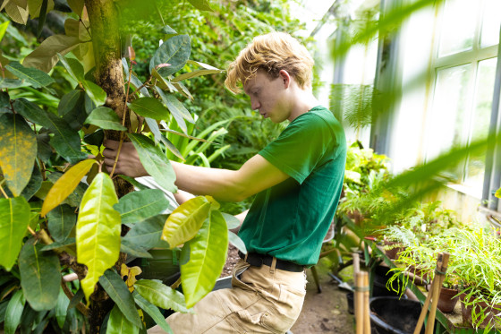 Ein schweres Unterfangen: Im Tropenhaus topft Lorenz Vienenkötter mit seinem Kollegen eine Palme um.<address>© Uni MS - Linus Peikenkamp</address>