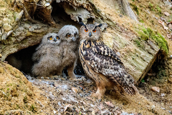 Auch Greifvögel wie diese Uhus sind Forschungsobjekte der Verhaltensbiologie.<address>© Oliver Krüger</address>