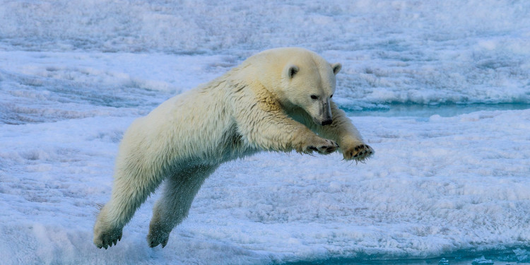 Ein Hoffnungsschimmer in Zeiten des Klimawandels: Manche Eisbären haben gelernt, im Sommer Fische zu jagen, anstatt bei fehlender Eisdecke zu hungern.<address>© Oliver Krüger</address>