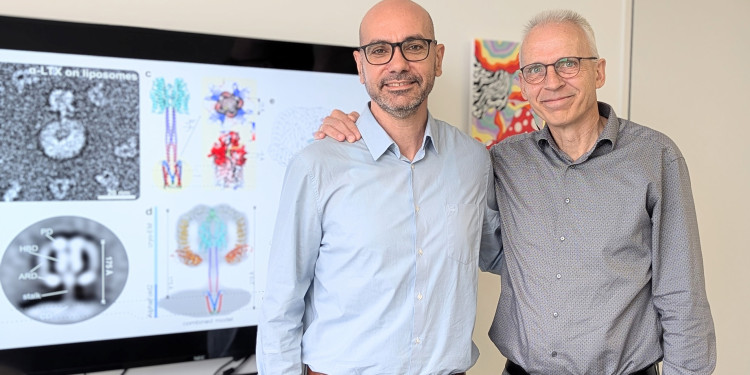 Prof. Dr. Christos Gatsogiannis (links) und Prof. Dr. Andreas Heuer (rechts) haben die Studie geleitet. Das Foto zeigt sie vor einem Monitor mit einer Abbildung der Molekülstruktur des α-Latrotoxins.<address>© Uni MS - Elisa Schulze-Averbeck</address>