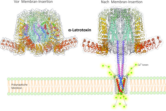 Abbildung der Molekülstruktur des α-Latrotoxins und der präsynaptischen Membran: Wenn das α-Latrotoxin an den Rezeptor der präsynaptischen Membran der signalübermittelnden Zelle bindet, durchläuft es eine Umwandlung: Ein Teil des Moleküls formt sich zu einem Stiel, der in die Zellmembran eindringt („Membran-Insertion“, Abb. rechts). Als eine Besonderheit bildet dieser Stiel in der Membran eine kleine Pore, die als Kalzium-Kanal fungiert. MD-Simulationen legten offen, dass Kalzium-Ionen (Ca2+-Ionen) durch einen seitlich gelegenen selektiven Eingang direkt oberhalb der Pore in die Zelle strömen.<address>© Uni MS - AG Gatsogiannis</address>