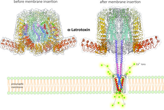 Figure of the molecular structure of α-latrotoxin and the presynaptic membrane: When the α-latrotoxin binds to the receptor of the presynaptic membrane of the signalling cell, it undergoes a transformation: part of the molecule forms a stalk that penetrates the cell membrane (“membrane insertion”, fig. right). As a special feature, this stalk forms a small pore in the membrane that acts as a calcium channel. MD simulations revealed that calcium ions (Ca2+ ions) enter the cell through a lateral selective gate directly above the pore.<address>© Uni MS - Gatsogiannis group</address>