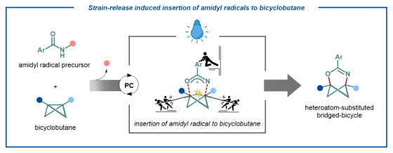 Insertion of a triatomic unit containing a carbon, nitrogen and oxygen atom into bicyclobutane occurs by using light energy and a suitable light-sensitive catalyst.<address>© AG Glorius - Dr Chetan Chintawar</address>