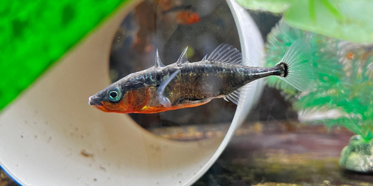 A three-spined stickleback at the Institute for Evolution and Biodiversity<address>© Un MS - IEB</address>