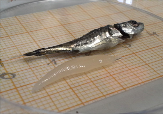 The photo shows the host and parasite (prepared for examination) in a Petri dish, with the parasite (about two and a half centimetres long) and the fish (four centimetres) compared in size.<address>© Uni MS - IEB</address>