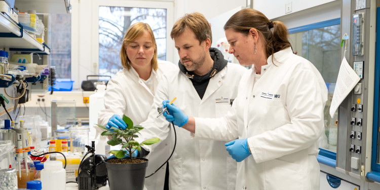 Dr. Anne Vortkamp (l.), Dr. Philipp Lemke und Dr. Carolin Richter im Labor am Institut für Biologie und Biotechnologie der Pflanzen.<address>© Uni MS – Johannes Wulf</address>