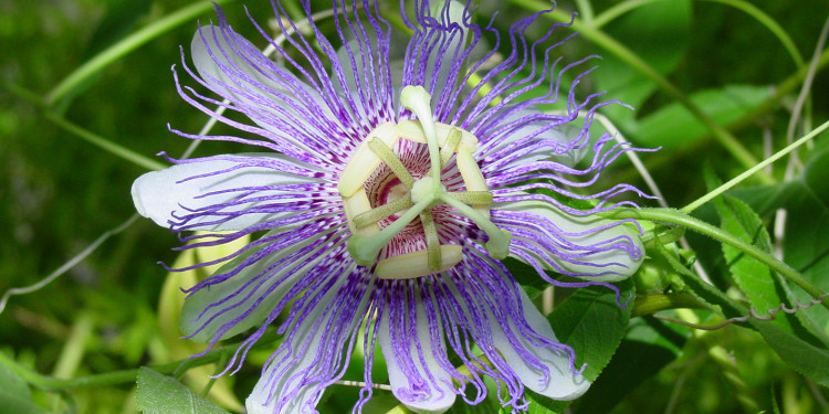 Eine violette Blüte der Passionsblume vor dem Hintergrund grüner Blätter<address>© IPBP - Lars Krüger</address>