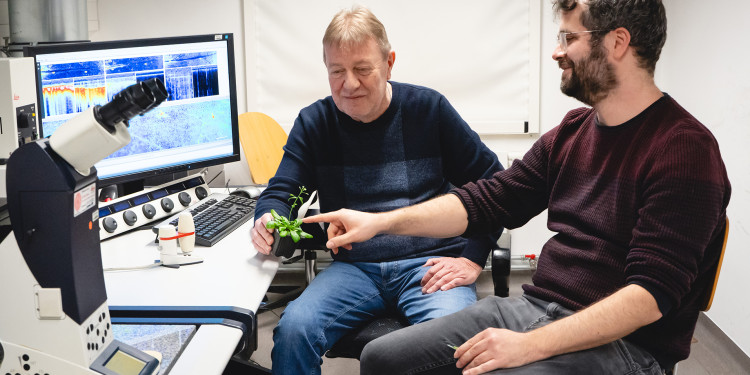 Prof. Jörg Kudla (left) and Dr. Philipp Köster are sitting in front of a fluorescence microscope. In the background, there is a screen showing a microscopic image. Mr Kudla is holding a plant (thale cress), and Mr Köster is pointing to it.<address>© Uni MS - Linus Peikenkamp</address>