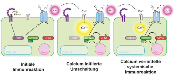 Model of systemic immune signaling: Left: Pathogens trigger the initial immune response. This activates the kinase “BIK1”, triggering the cell to produce extracellular reactive oxygen species that diffuse to the surface of neighbouring cells. Centre: These reactive oxygen species not only trigger new calcium signals in the neighbouring cell, but also activate the calcium-dependent bi-kinase module (“CIPK26”/“CPK5”), which in turn activates the release of reactive oxygen species via the NADPH oxidase (blue). Right: The signal continues to spread without the cells coming in contact with the pathogen.<address>© AG Kudla - Philipp Köster</address>