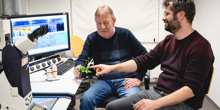 Prof. Dr. Jörg Kudla (links) und Dr. Philipp Köster sitzen vor einem Fluoreszenzmikroskop. Im Hintergrund ein Monitor mit einer mikroskopischen Aufnahme. Herr Kudla hat eine Pflanze (Ackerschmalwand) in der Hand, Herr Köster zeigt darauf.<address>© Uni MS – Linus Peikenkamp</address>