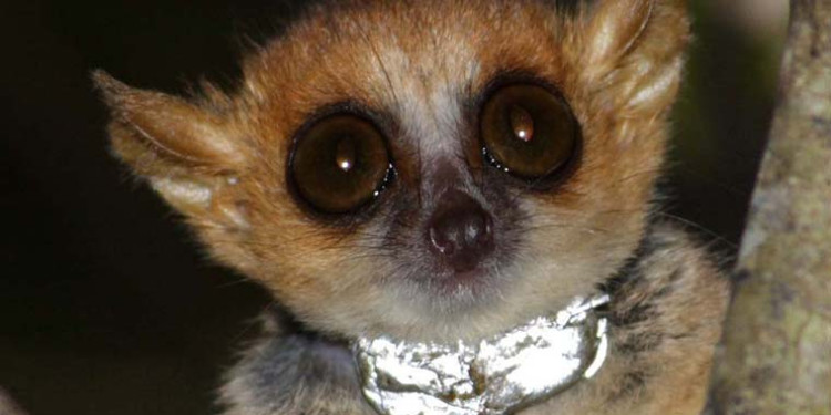 A mouse lemur<address>© Melanie Dammhahn</address>