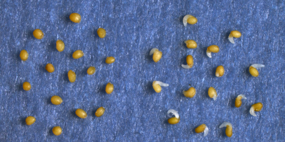 Thale Cress seeds during dormancy (left) and after germination.<address>© Guillaume Née</address>